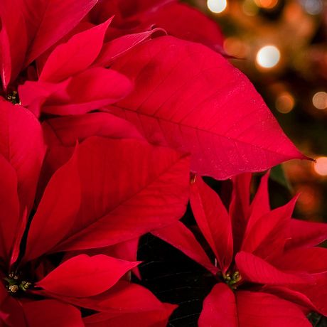 Rideaux Et Voilages Au Meilleur Prix Bonprixfr