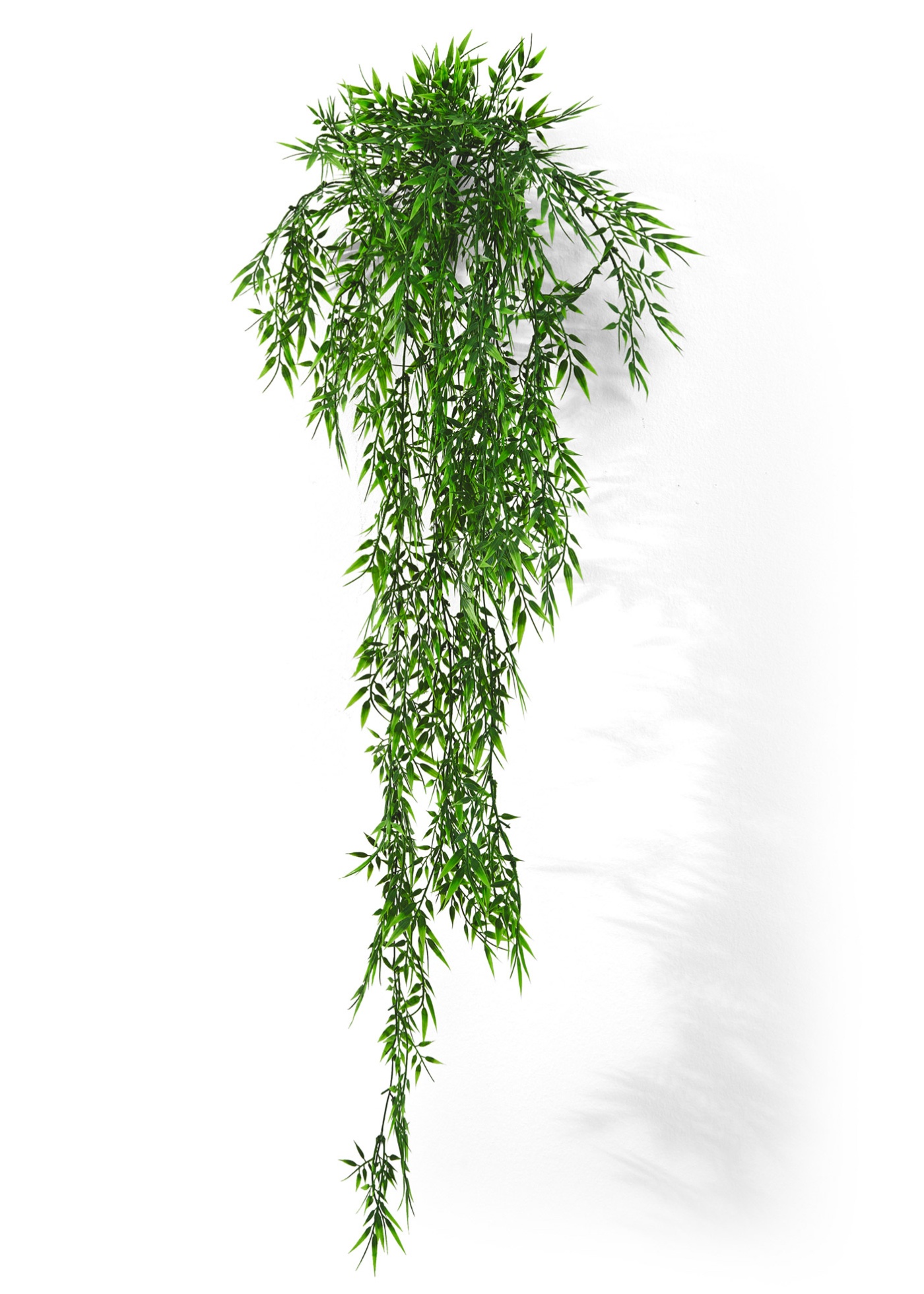 Image de Bambou décoratif
