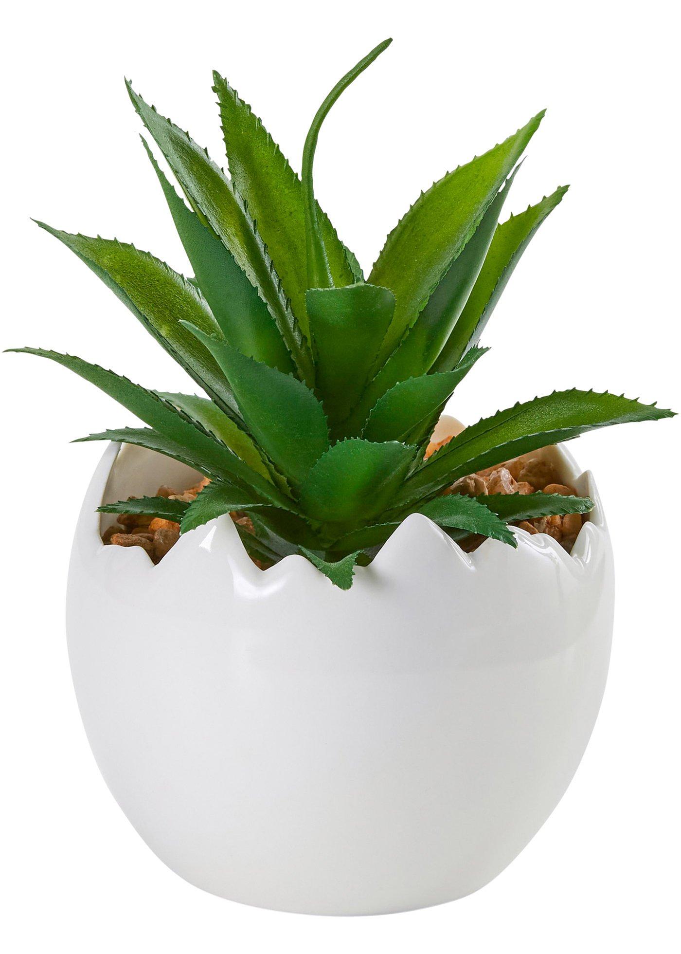 Plante artificielle succulente