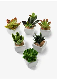 Mini-succulentes artificielles (Ens. 6 pces.), bonprix