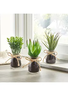 Succulentes artificielles en pot de verre (Ens. 3 pces.), bonprix