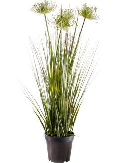 Plante artificielle LED avec herbes, bpc living bonprix collection
