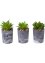 Succulentes artificielles (Ens. 3 pces.), bpc living bonprix collection