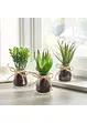 Succulentes artificielles en pot de verre (Ens. 3 pces.), bonprix