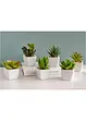 Mini-succulentes artificielles (Ens. 6 pces.), bonprix